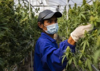 Thailand legalizes sale of cannabis