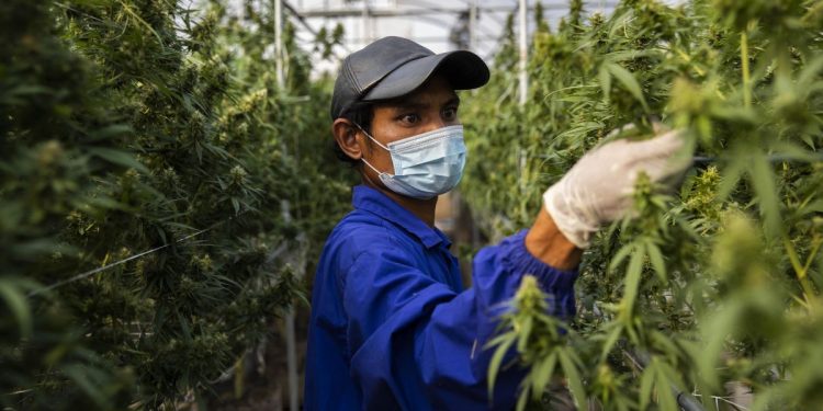 Thailand legalizes sale of cannabis
