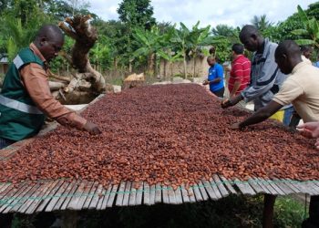 Cross River Supports Cocoa Farmers with Monthly Stipends