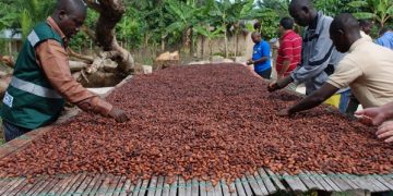 Cross River Supports Cocoa Farmers with Monthly Stipends