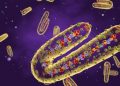 Ghana Records Additional Death from Marburg Virus