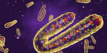 Ghana Records Additional Death from Marburg Virus