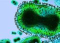 Bayelsa Government Confirms Case of Monkey Pox