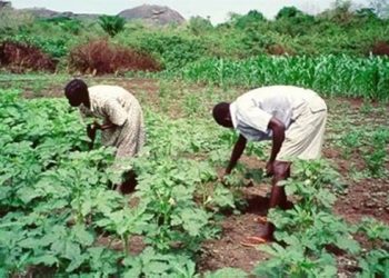 Farmers Call on Government to Encourage Local Manufacturers