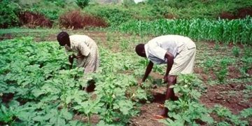 Farmers Call on Government to Encourage Local Manufacturers