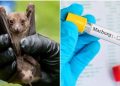 Ghana Records Another Marburg Virus Death