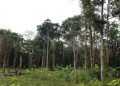 Kaduna Government to Build Dam in Forests