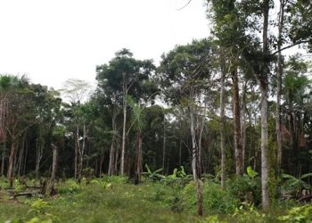 Kaduna Government to Build Dam in Forests