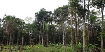 Kaduna Government to Build Dam in Forests