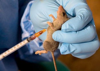 Doctors Sensitize Ebonyi Residents on Lassa Fever Prevention