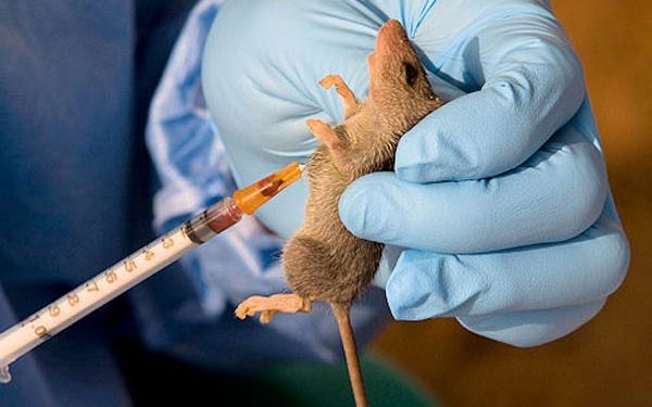 Doctors Sensitize Ebonyi Residents on Lassa Fever Prevention