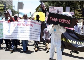 Kenyan Court Suspends Decision to Lift Ban on Importation GM Crops.