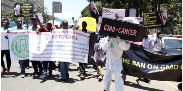 Kenyan Court Suspends Decision to Lift Ban on Importation GM Crops.