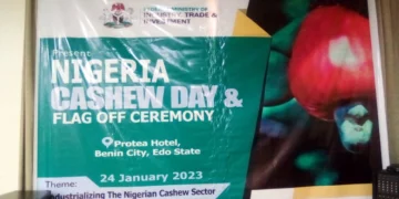 Cashew Nuts Export Generate 250m dollars in 2022