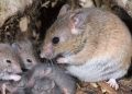 Lassa fever claims life in Anambra