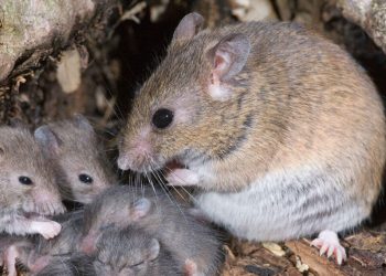 Lassa fever claims life in Anambra