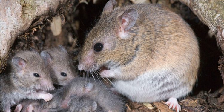 Lassa fever claims life in Anambra